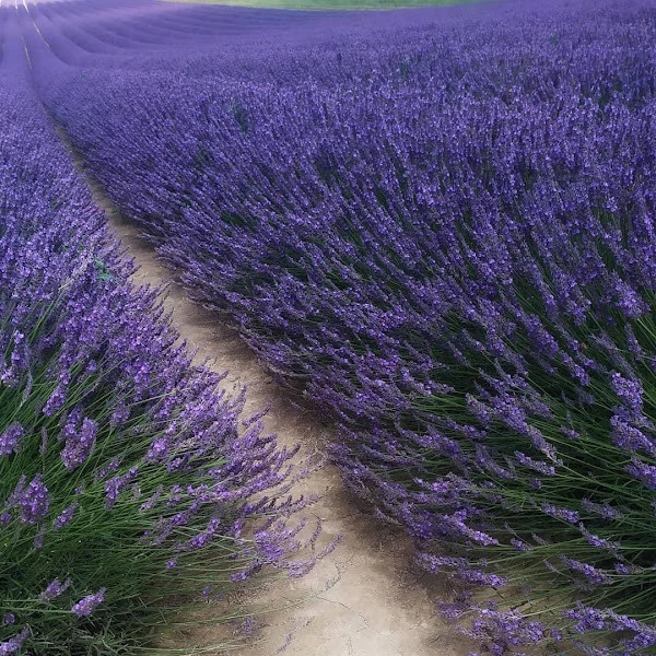 Aromaterapie